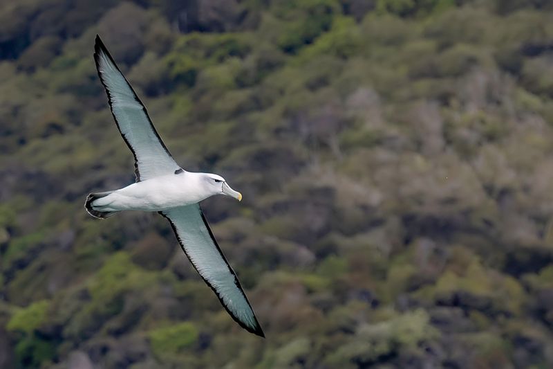 Shy Albatross