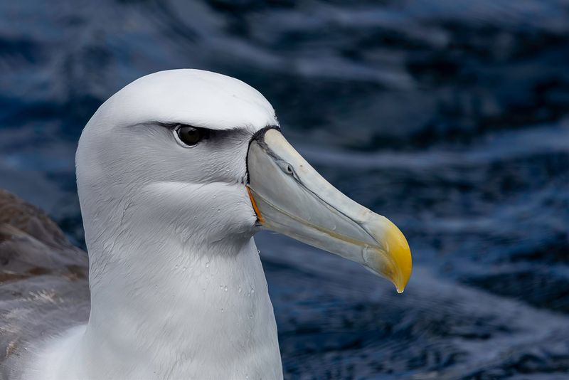 Shy Albatross