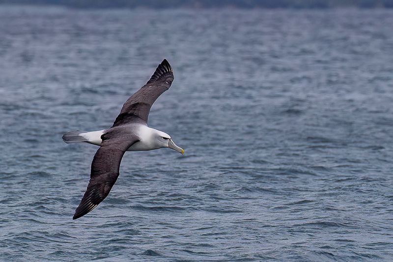 Shy Albatross