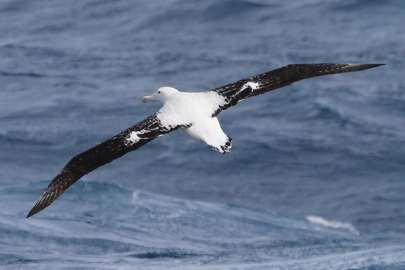 Snowy Albatross