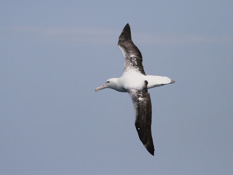 Southern Royal Albatross