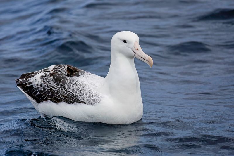 Southern Royal Albatross