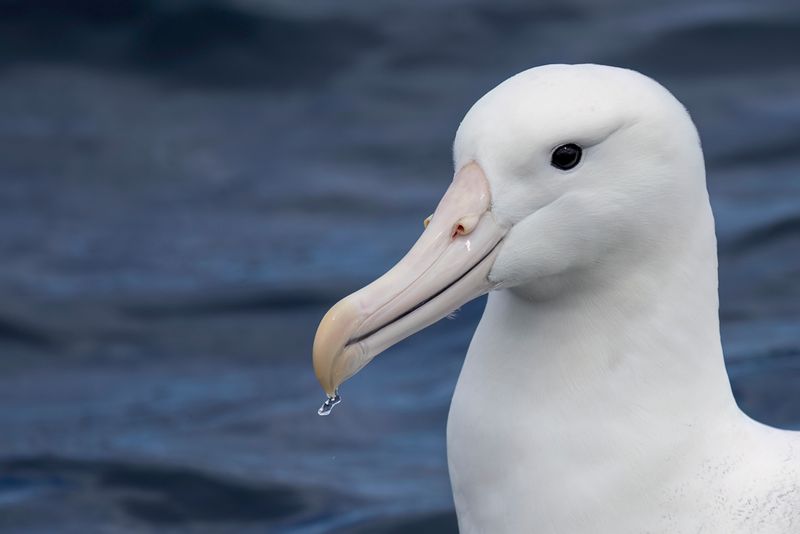 Southern Royal Albatross