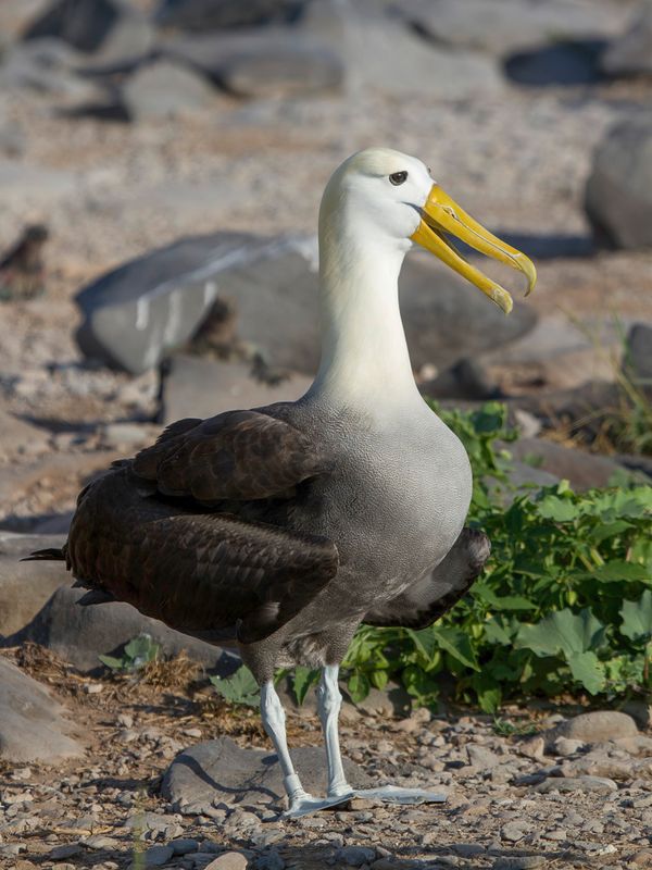Waved Albatross