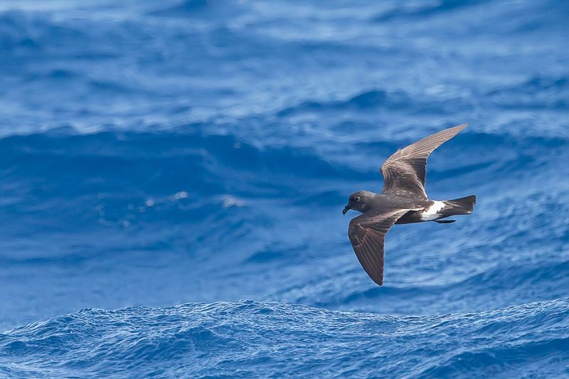 Band-rumped Storm Petrel