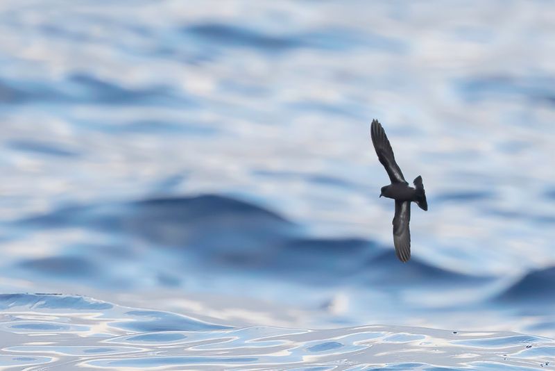 European Storm Petrel