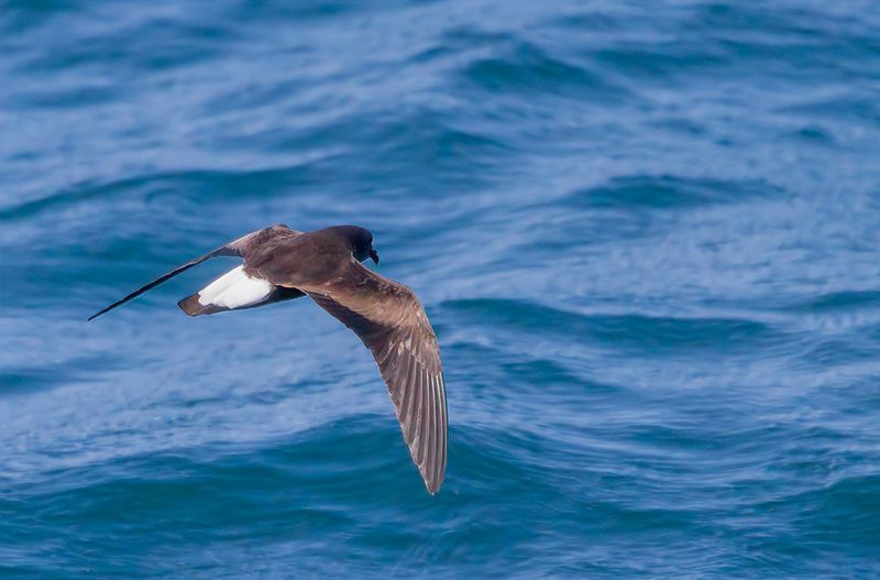 Wedge-rumped Storm Petrel