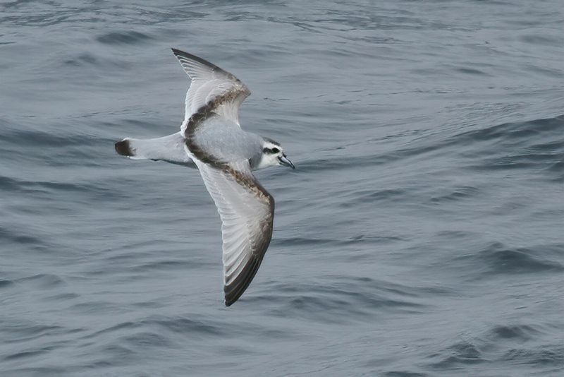 Antarctic Prion