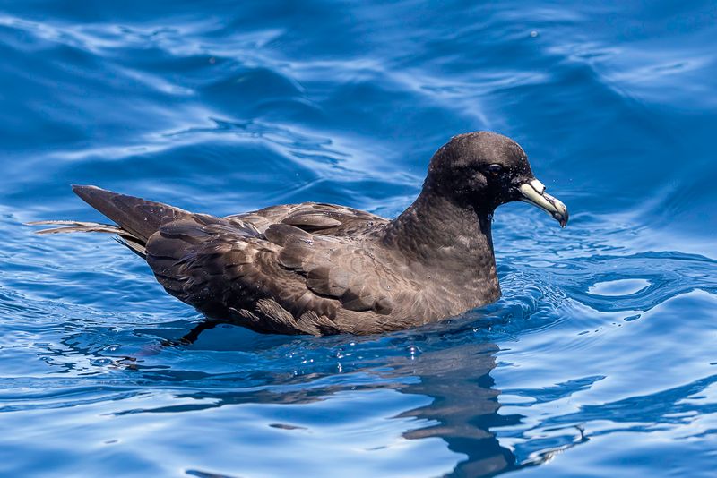 Black Petrel