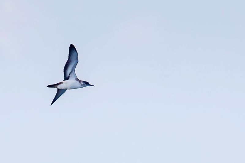 Black-vented Shearwater