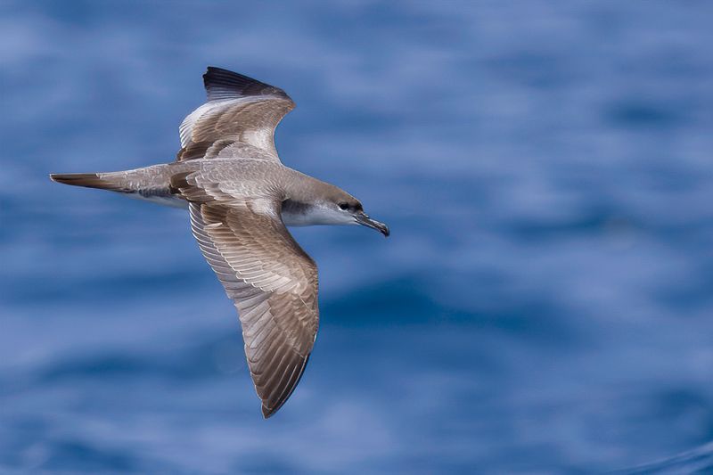 Buller's Shearwater