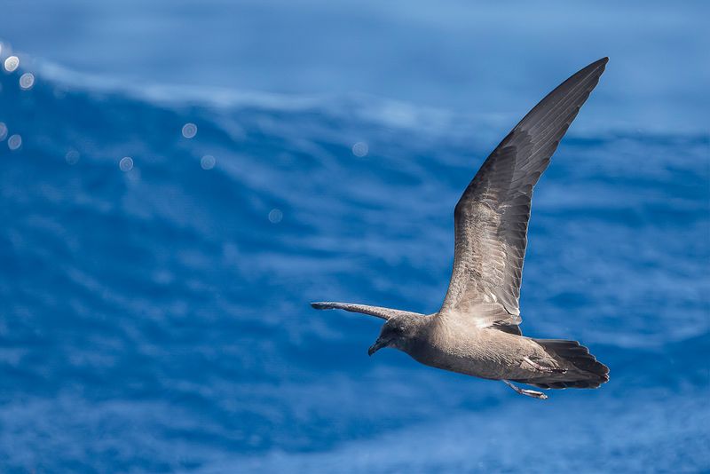 Bulwer's Petrel