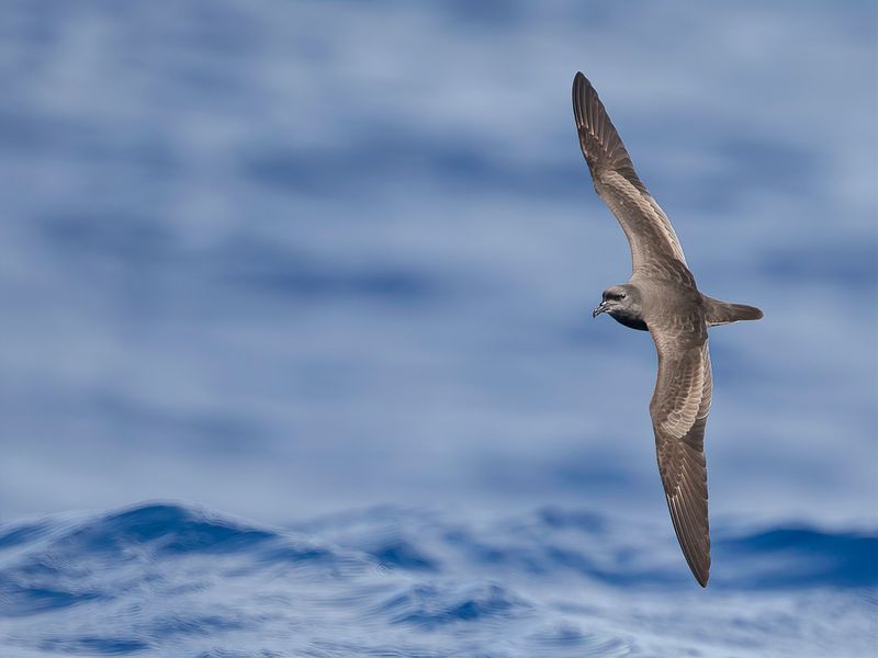 Bulwer's Petrel