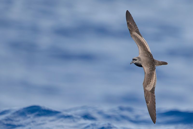Bulwer's Petrel