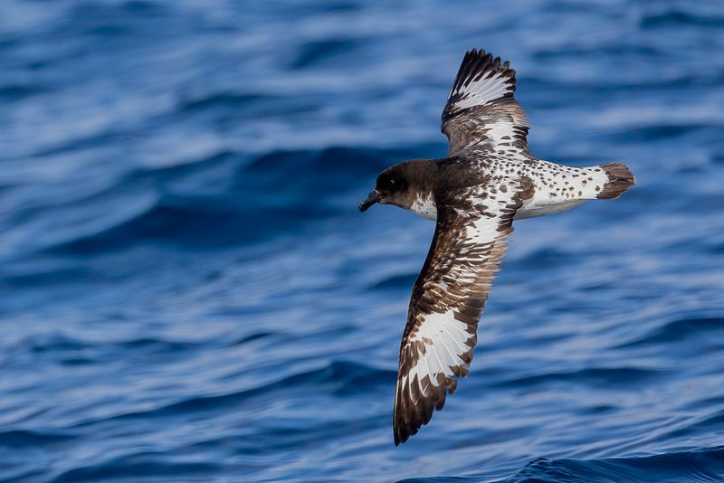 Pintado Petrel