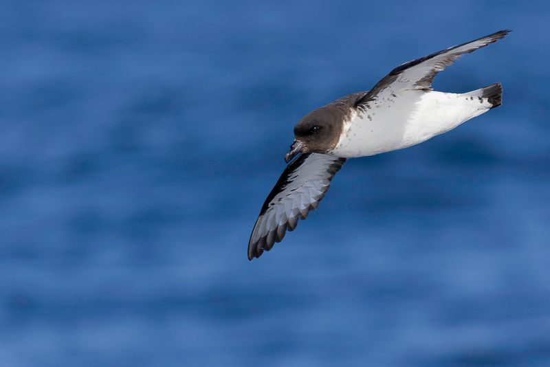 Pintado Petrel