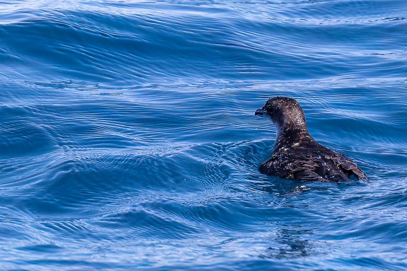 Common Diving Petrel