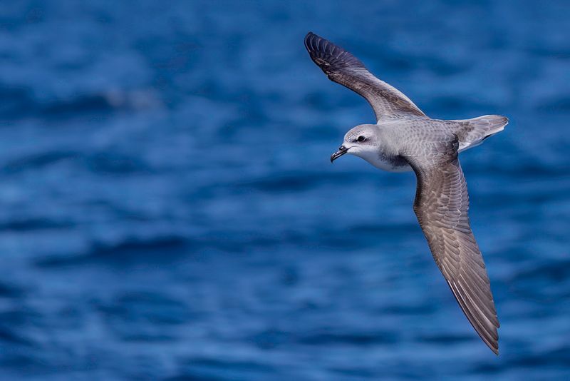 Cook's Petrel
