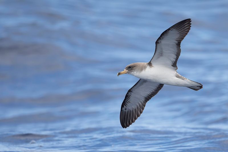 Cory Shearwater