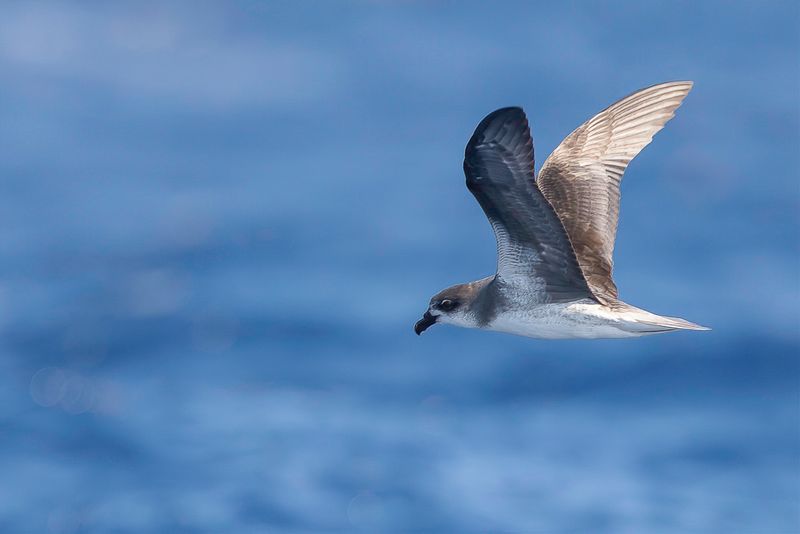 Desertas Petrel