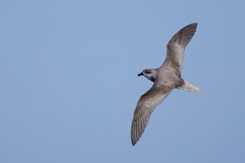 Desertas Petrel