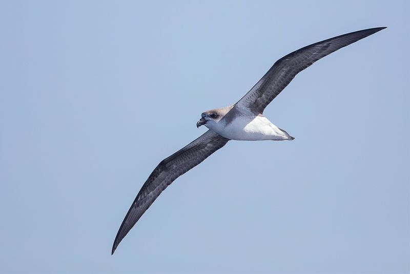 Desertas Petrel