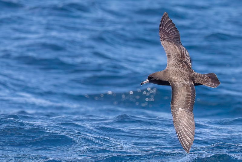 Flesh-footed Shearwater