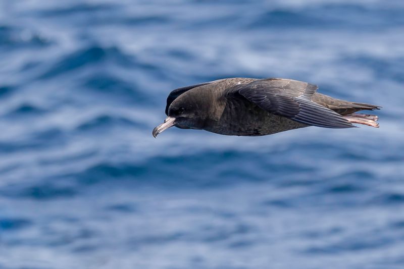 Flesh-footed Shearwater