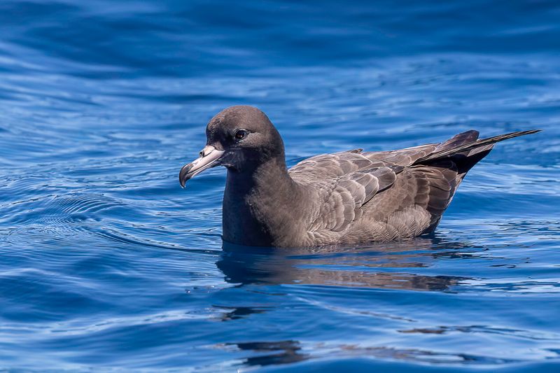 Flesh-footed Shearwater
