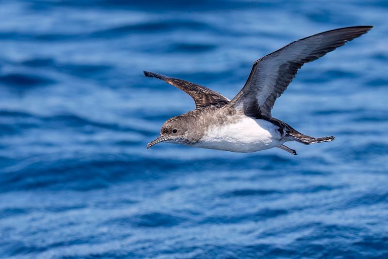 Fluttering Shearwater