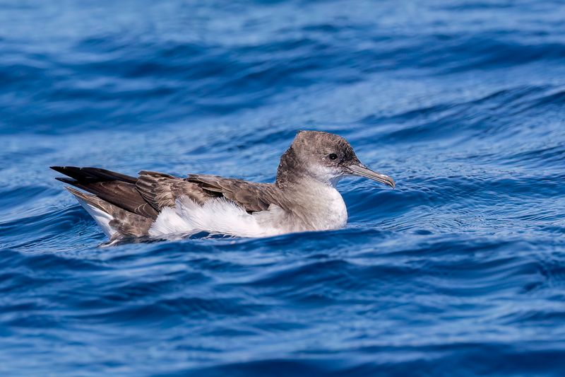 Fluttering Shearwater