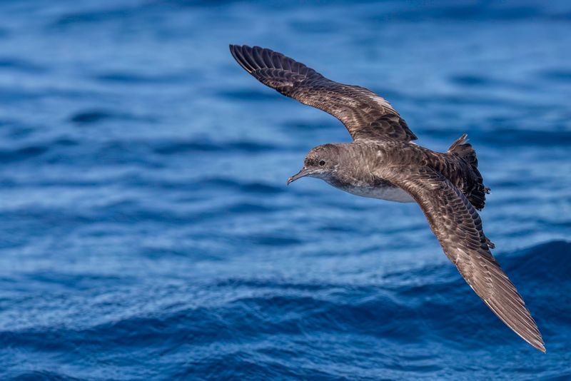 Fluttering Shearwater