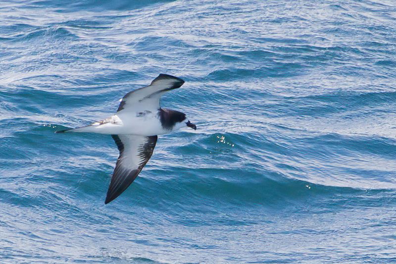 Galapagos Petrel