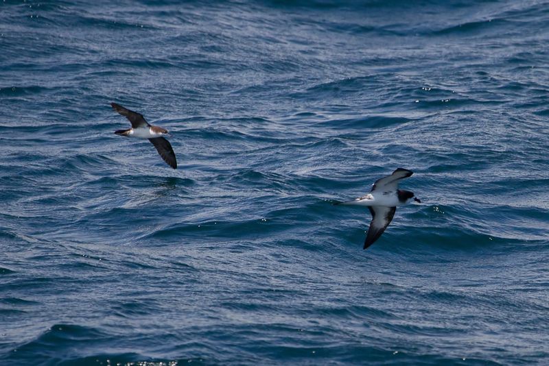 Galapagos Petrel (r)