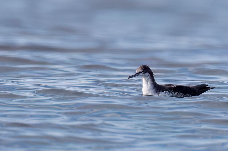 Galapagos Shearwater