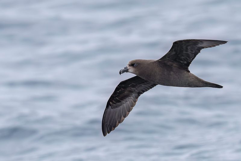 Grey-faced Petrel