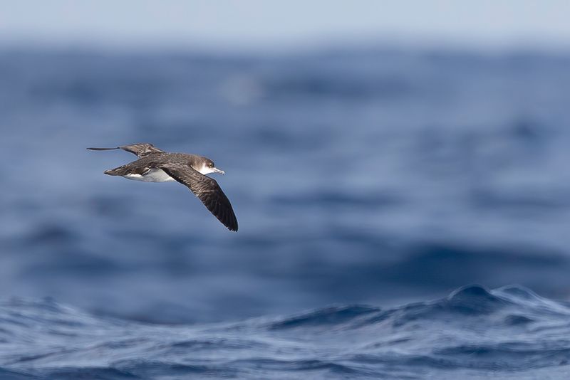 Manx Shearwater