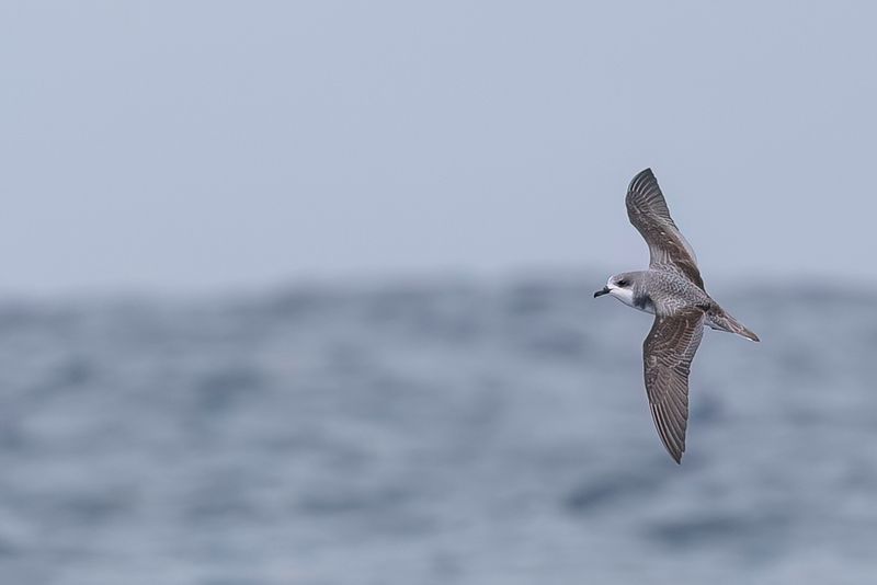 Pycroft's Petrel