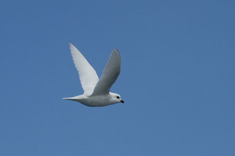 Snow Petrel