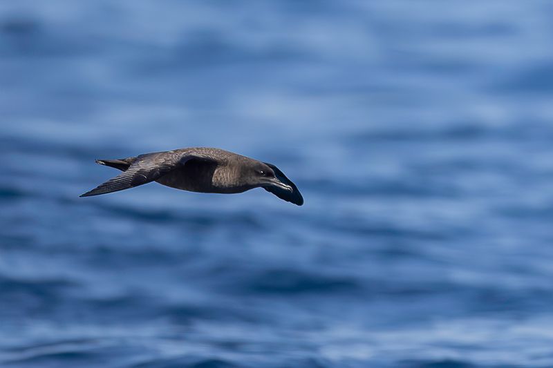 Sooty Shearwater