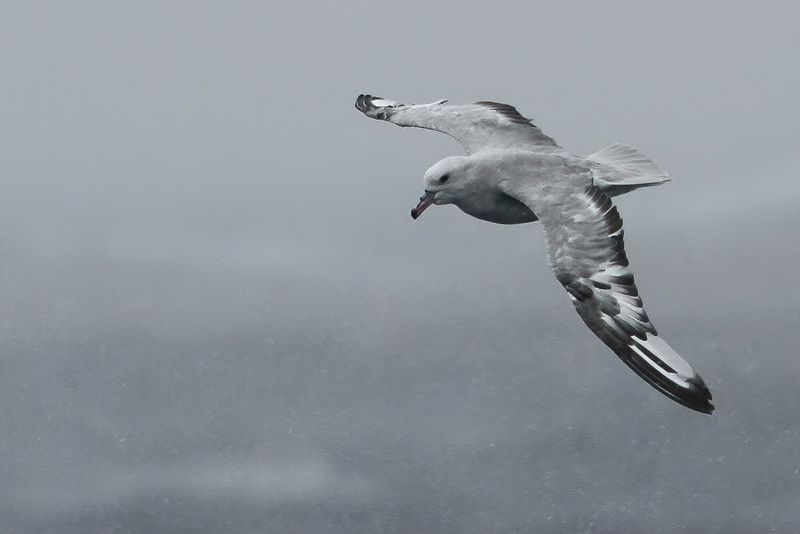 Southern Fulmar