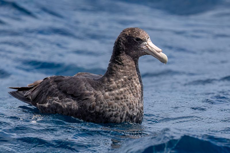 Southern Giant Petrel
