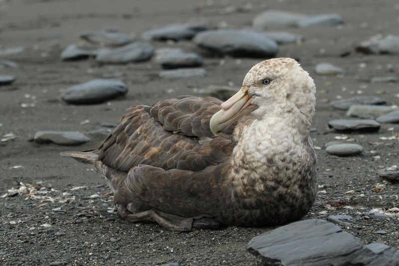 Southern Giant Petrel