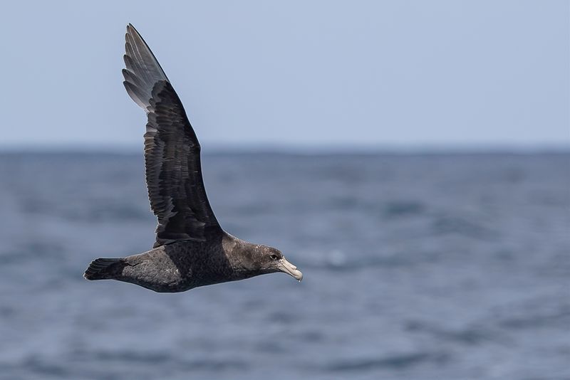 Southern Giant Petrel