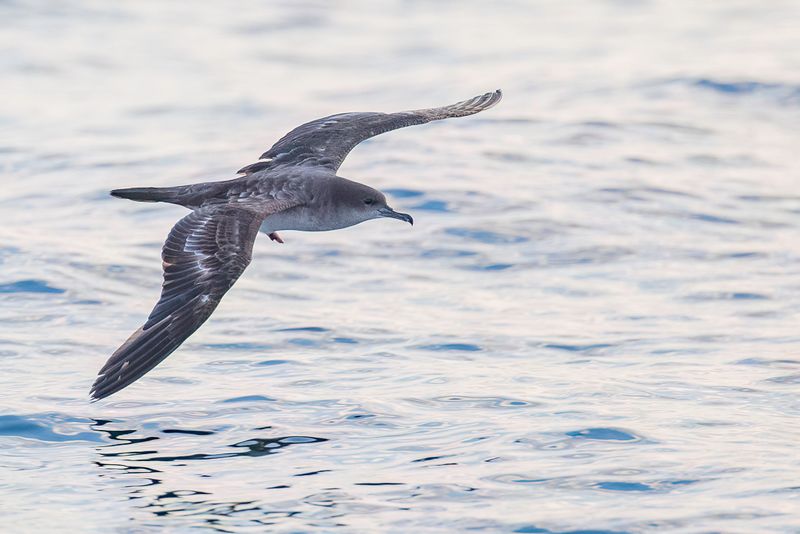 Wedge-tailed Shearwater