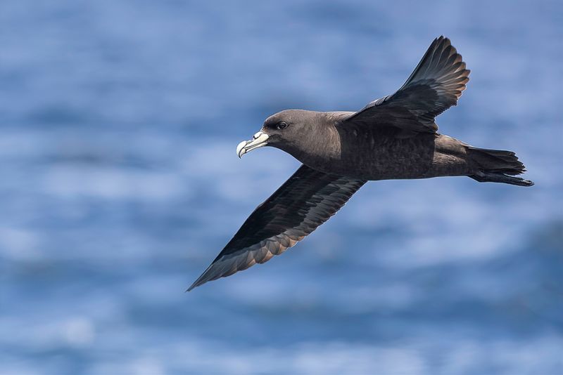 White-chinned Petrel