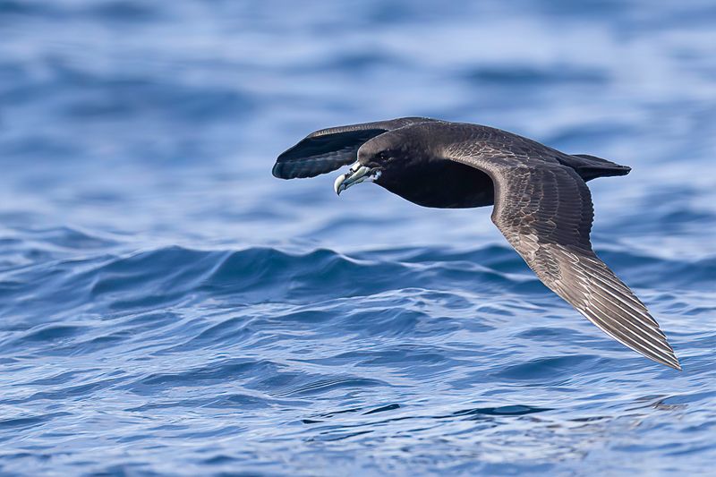 White-chinned Petrel
