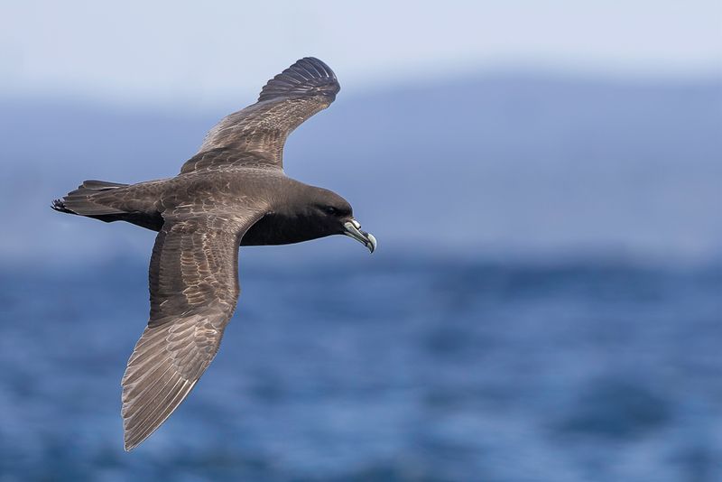 White-chinned Petrel