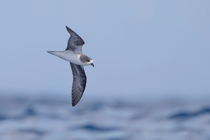 Zino's Petrel