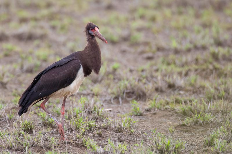 Abdim's Stork (imm)
